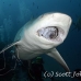 shark_bull_2d_srmr_beqa_h_0050_fij6361_rv.jpg